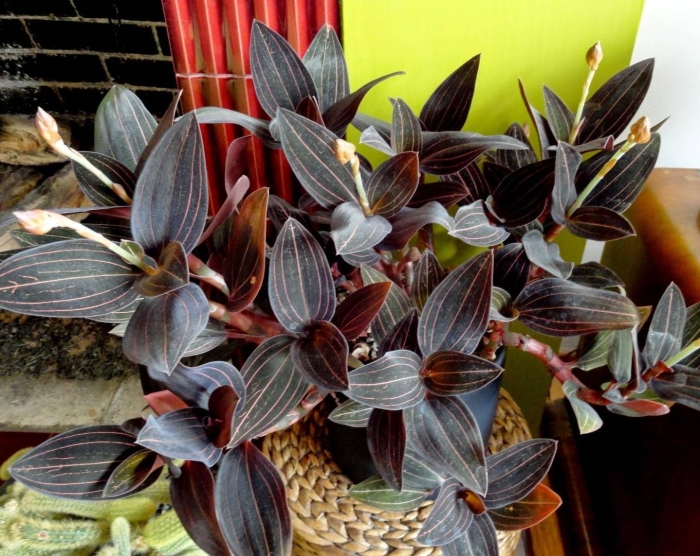 Орхидея лудизия уход в домашних условиях