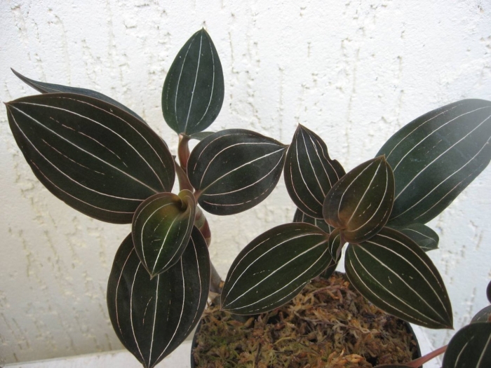 Лудизия драгоценная орхидея