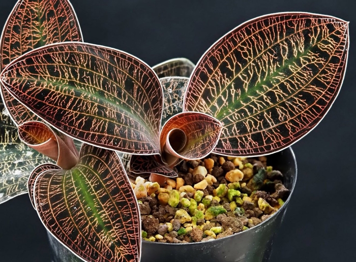 Орхидея макодес