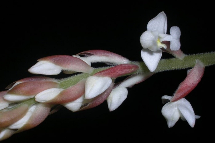 Лудизия альба