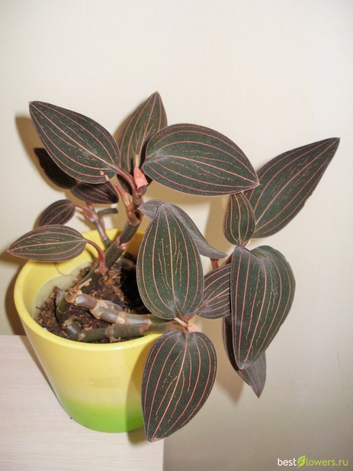 Лудизия орхидея