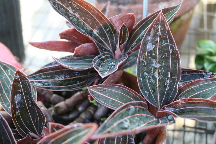 Лудизии дисколор