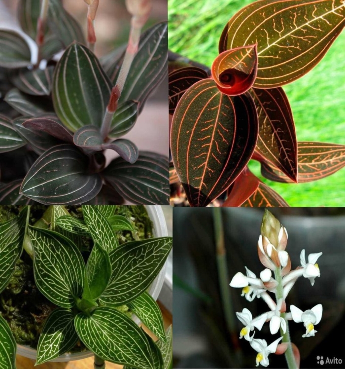 Лудизия драгоценная орхидея