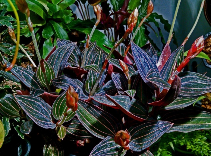 Лудизия драгоценная