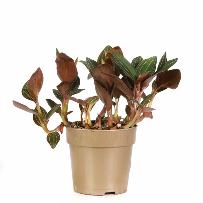 Орхидея макодес петола