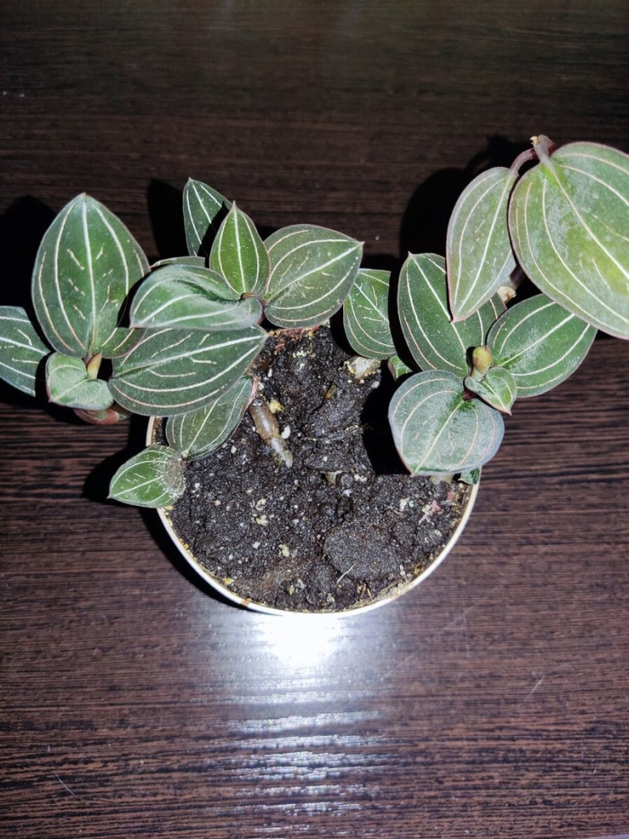 Дикая орхидея лудизия