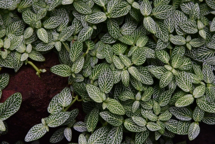 Fittonia albivenis