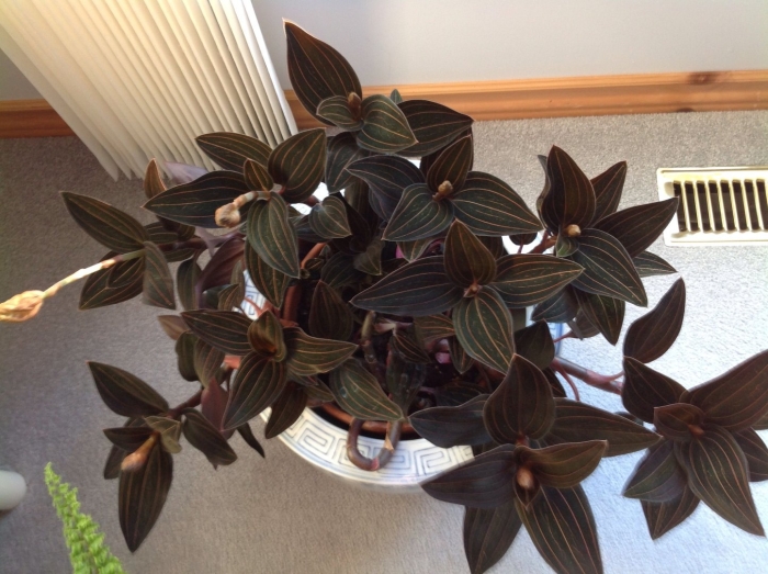 Орхидея лудизия