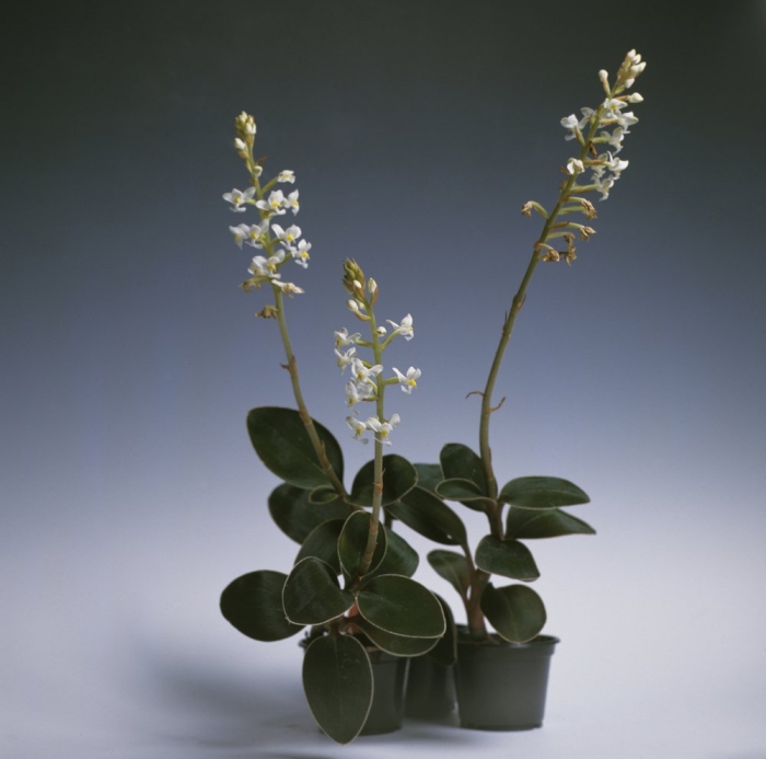 Орхидея ludisia discolor