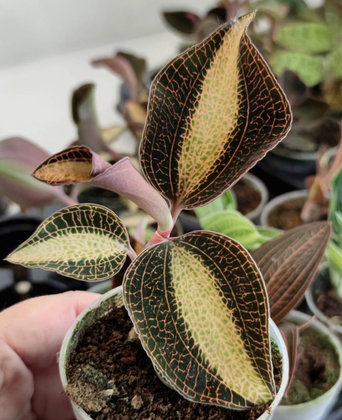 Драгоценная орхидея макодес петола