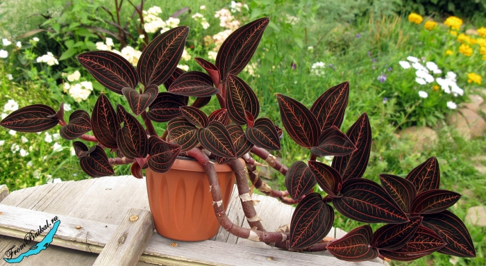 Анектохилус драгоценная орхидея