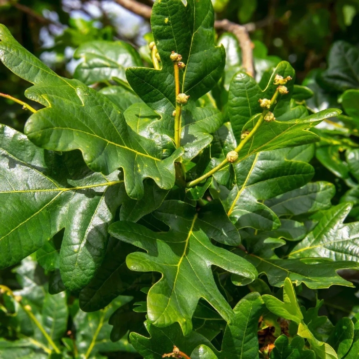 Quercus alba