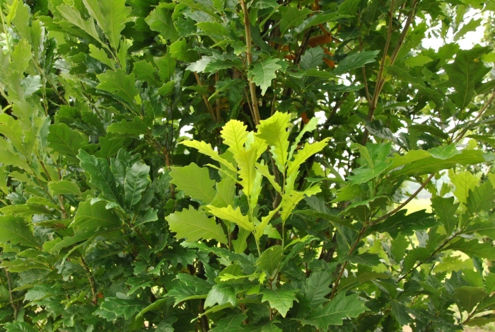 Quercus frainetto