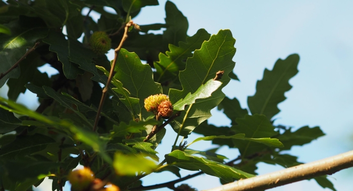 Quercus cerris турецкий дуб