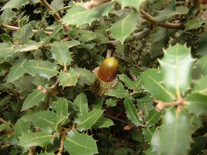 Дуб каменный (quercus ilex l.)