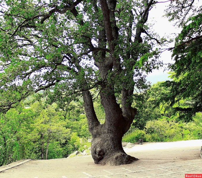 Дуб каменный вечнозеленый