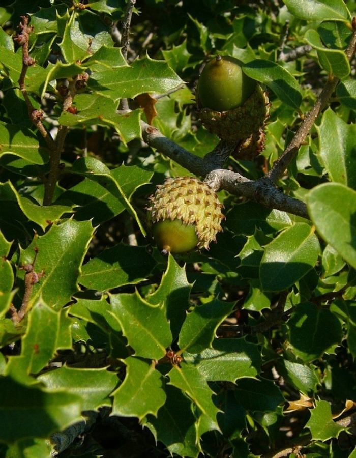Дуб кермесовый quercus coccifera