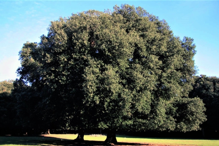 Дуб сизый (quercus glauca)