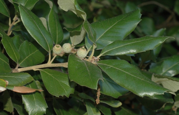 Quercus rubra желуди