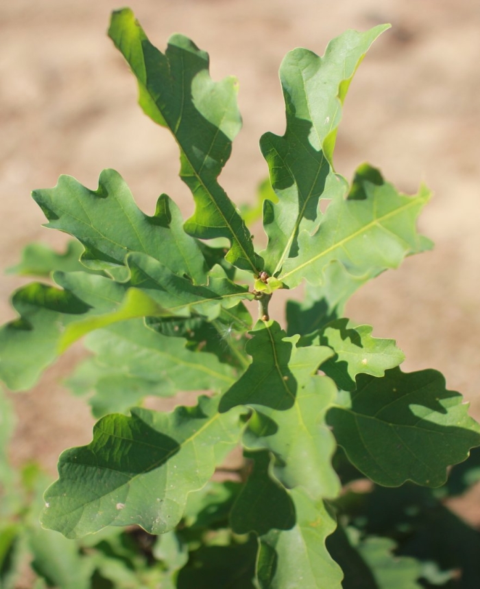 Дуб черешчатый лист