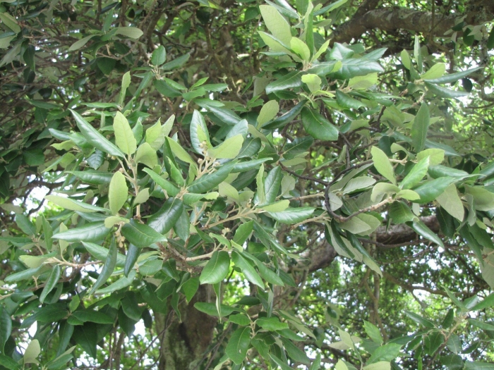 Quercus virginiana