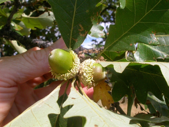 Quercus macrocarpa