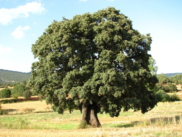 Quercus ilex
