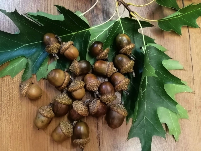 Канадский дуб желуди