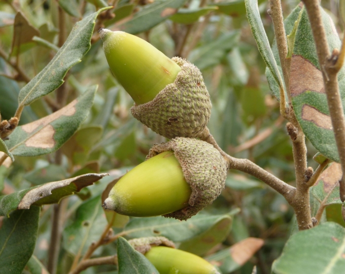 Дуб каменный никитский ботанический