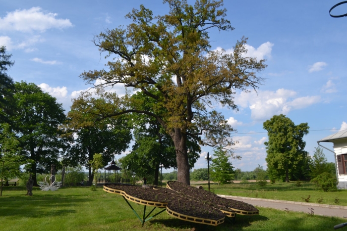 Пушкинский дуб на тверском бульваре