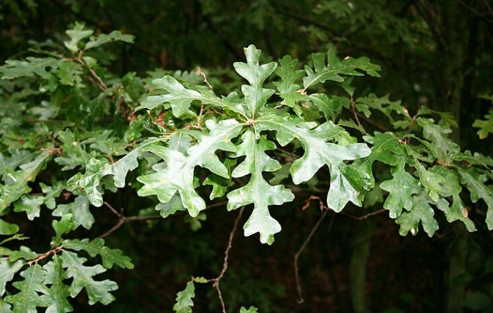 Quercus ellipsoidalis