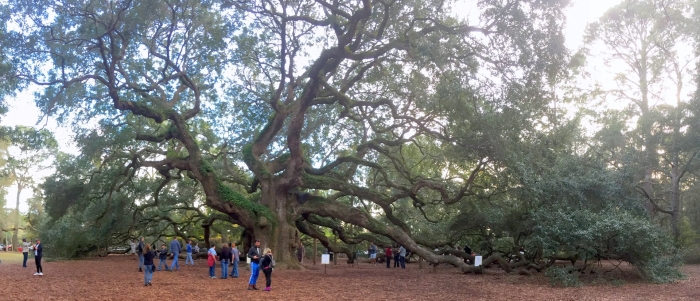 Ангельский дуб южная каролина