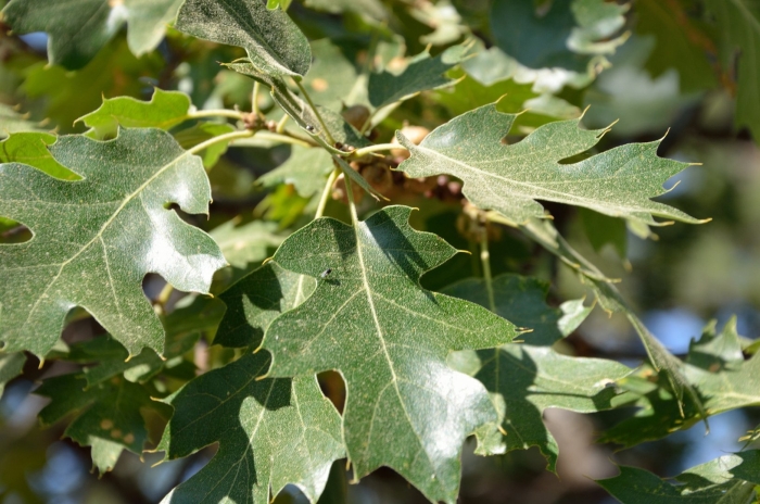 Quercus velutina