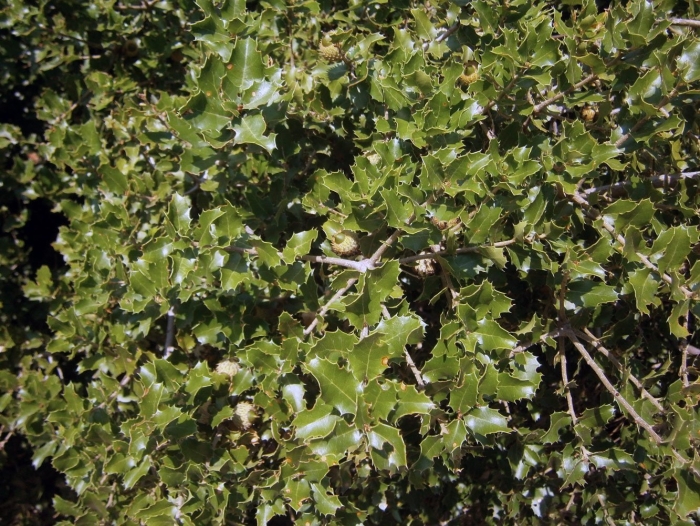 Quercus semecarpifolia