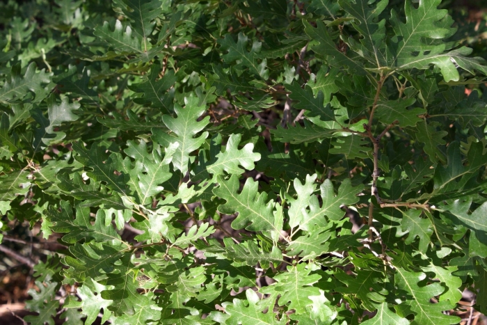 Quercus palustris
