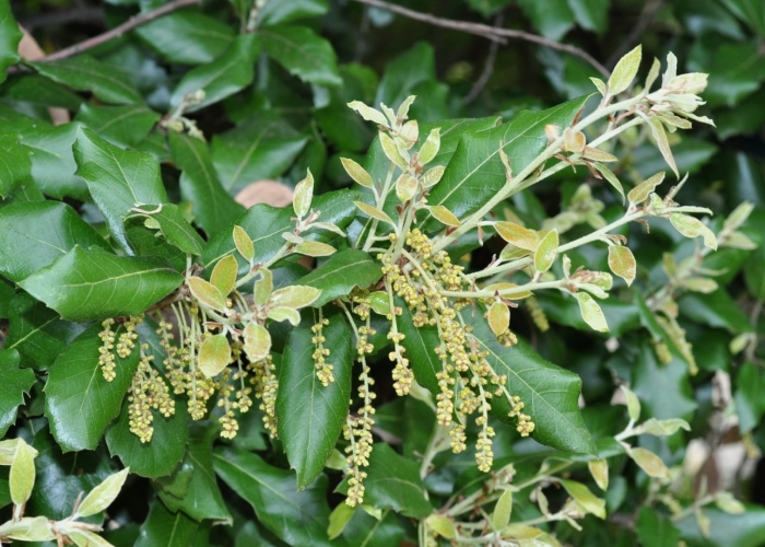 Quercus agrifolia