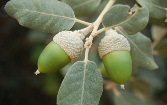 Quercus acuta / японский вечнозеленый дуб (quercus acuta)