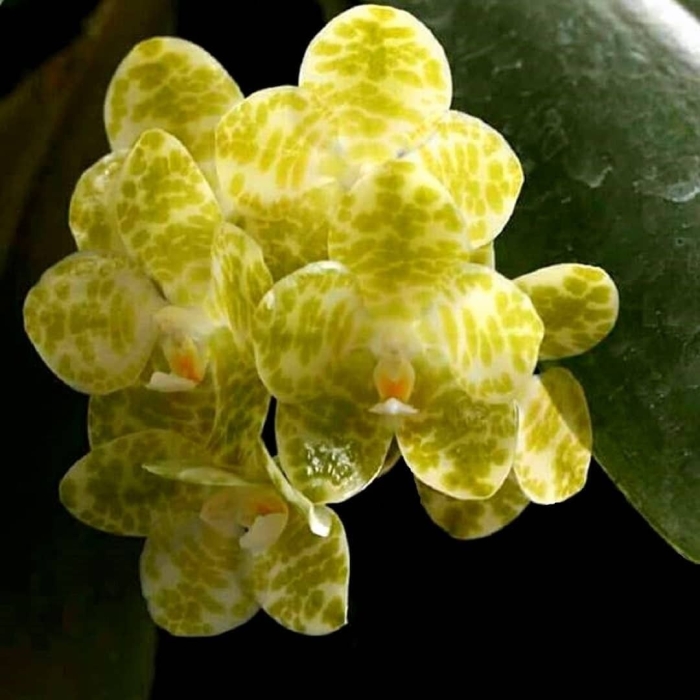 Фаленопсис гигантея альба