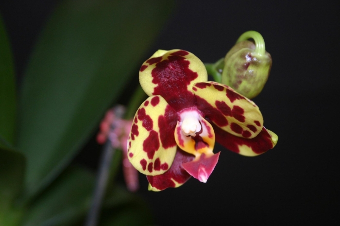 Фаленопсис gw green world snakeskin