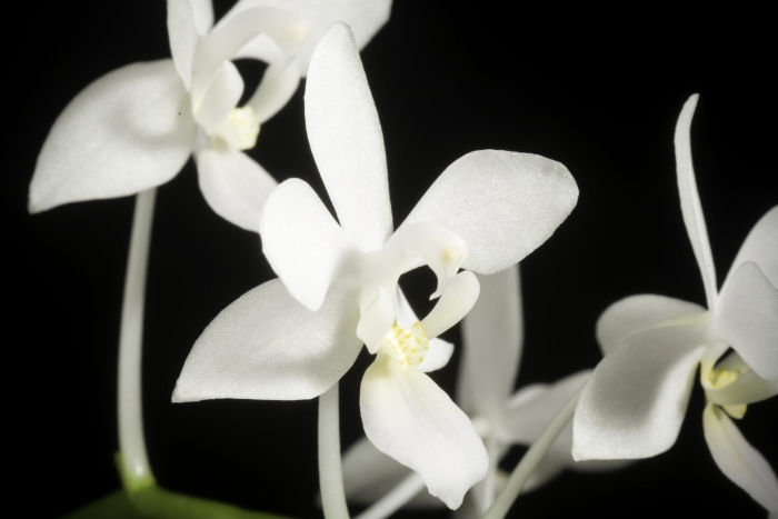 Фаленопсис эквестрис альба