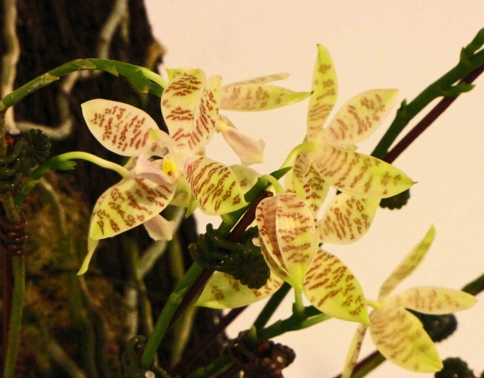 Фаленопсис hieroglyphica