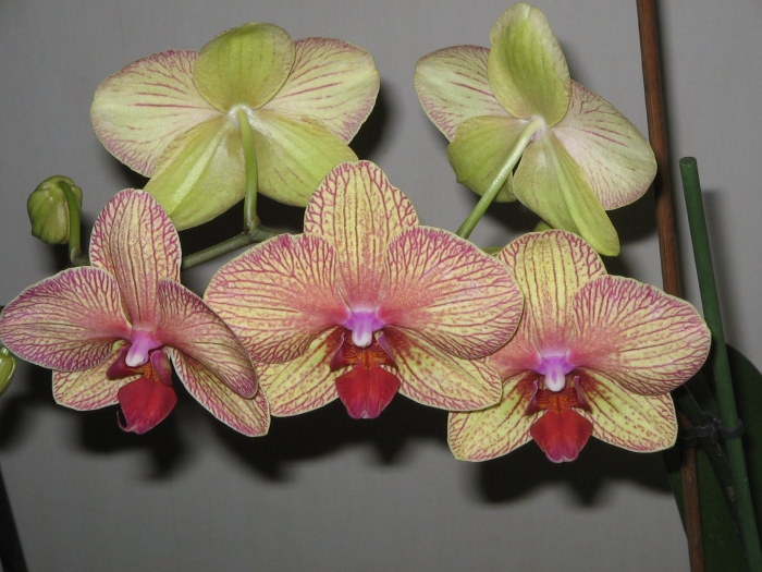 Фаленопсис fuller's sunshine