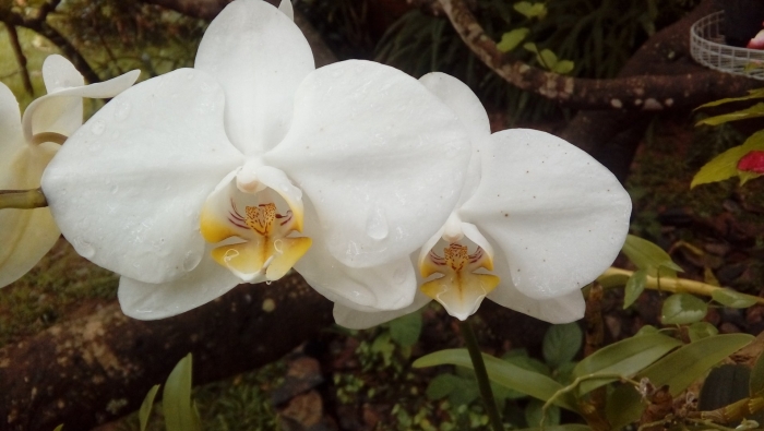 Фаленопсис уайт дрим