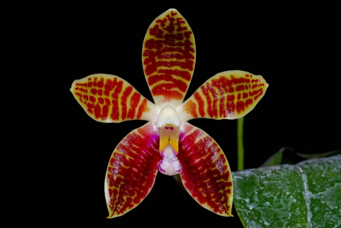 Phalaenopsis corningiana