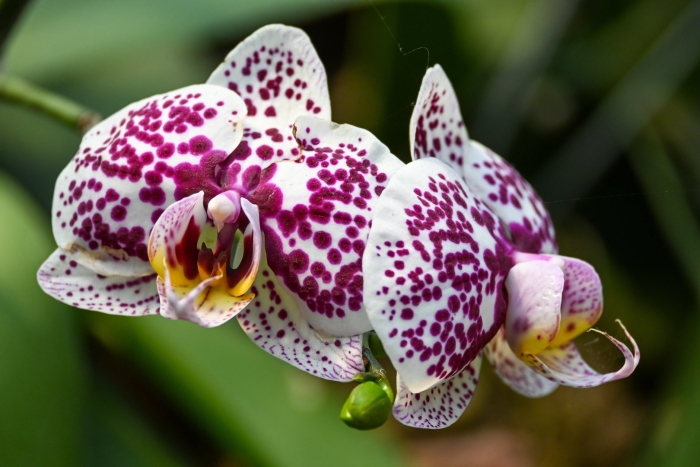 Phalaenopsis orchid