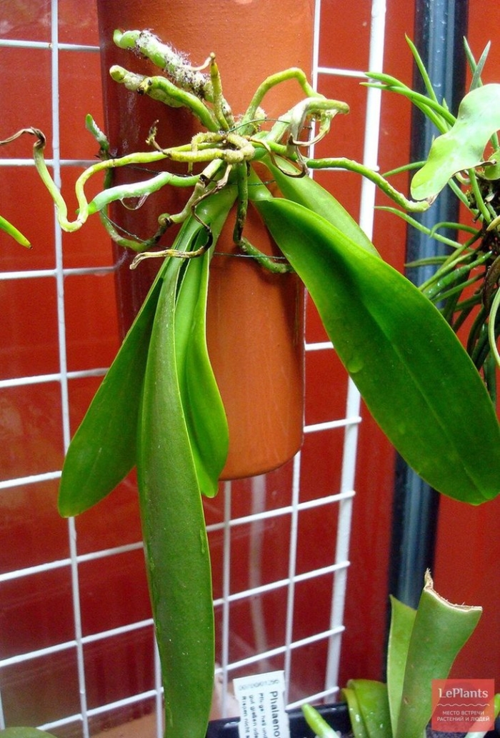 Фаленопсис иероглифика флава