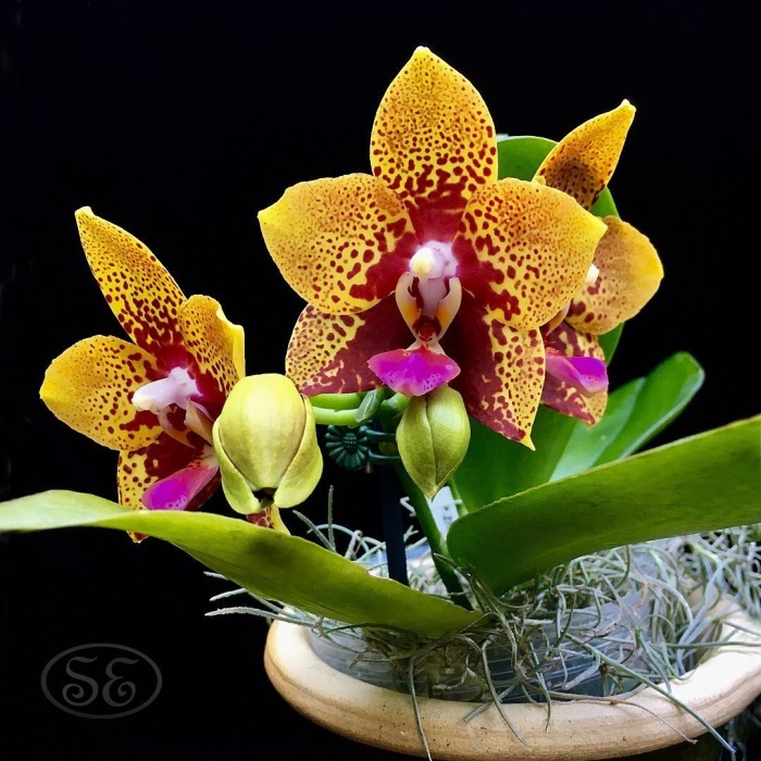 Орхидея zheng min anaconda