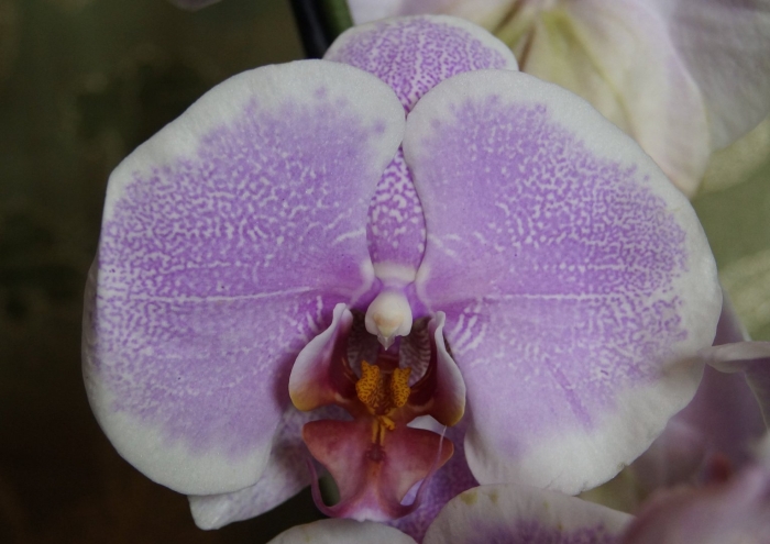 Фаленопсис претти