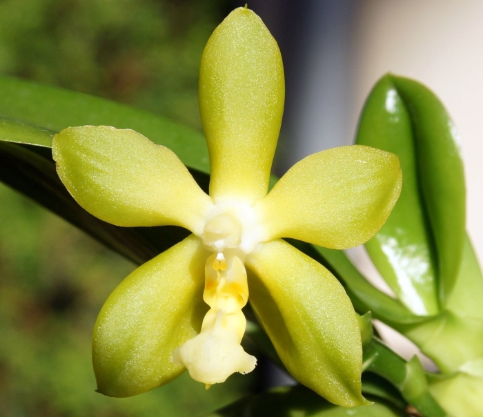 Phalaenopsis celebensis