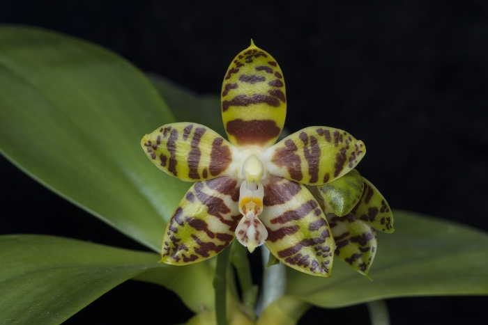 Phal. amboinensis ‘nicole’